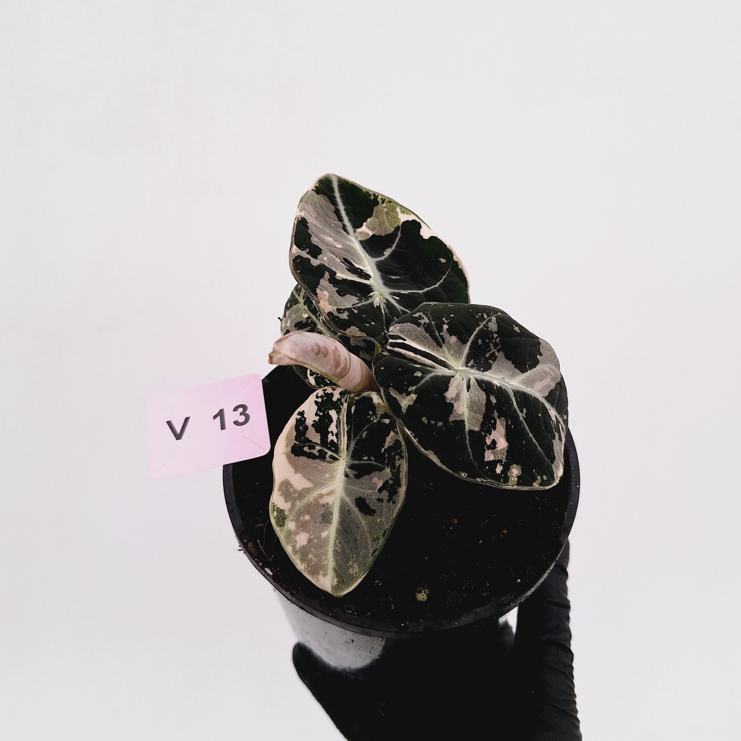 Alocasia reginula 'Black Velvet variegata'
