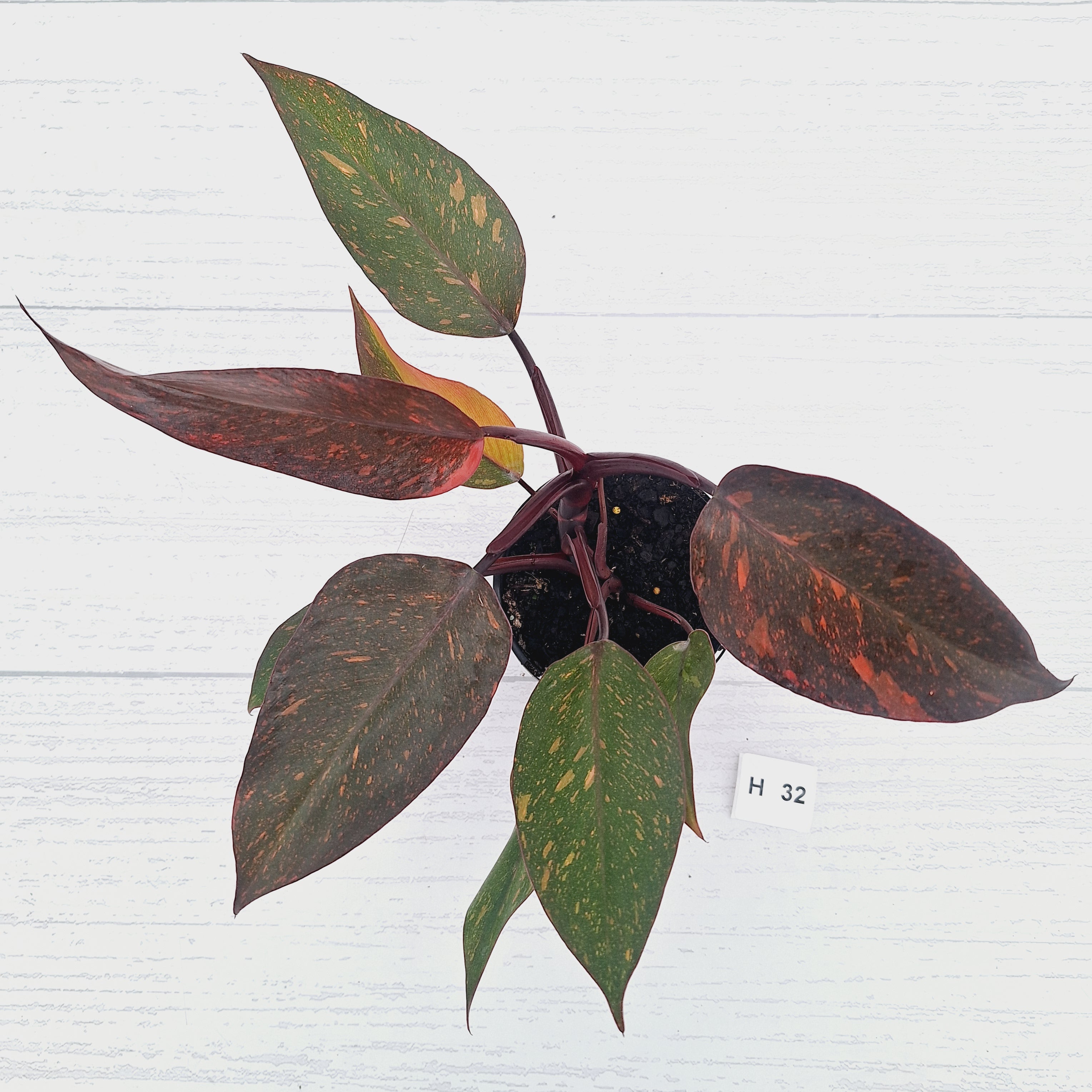 Philodendron 'Orange Princess' - FLASH SALE