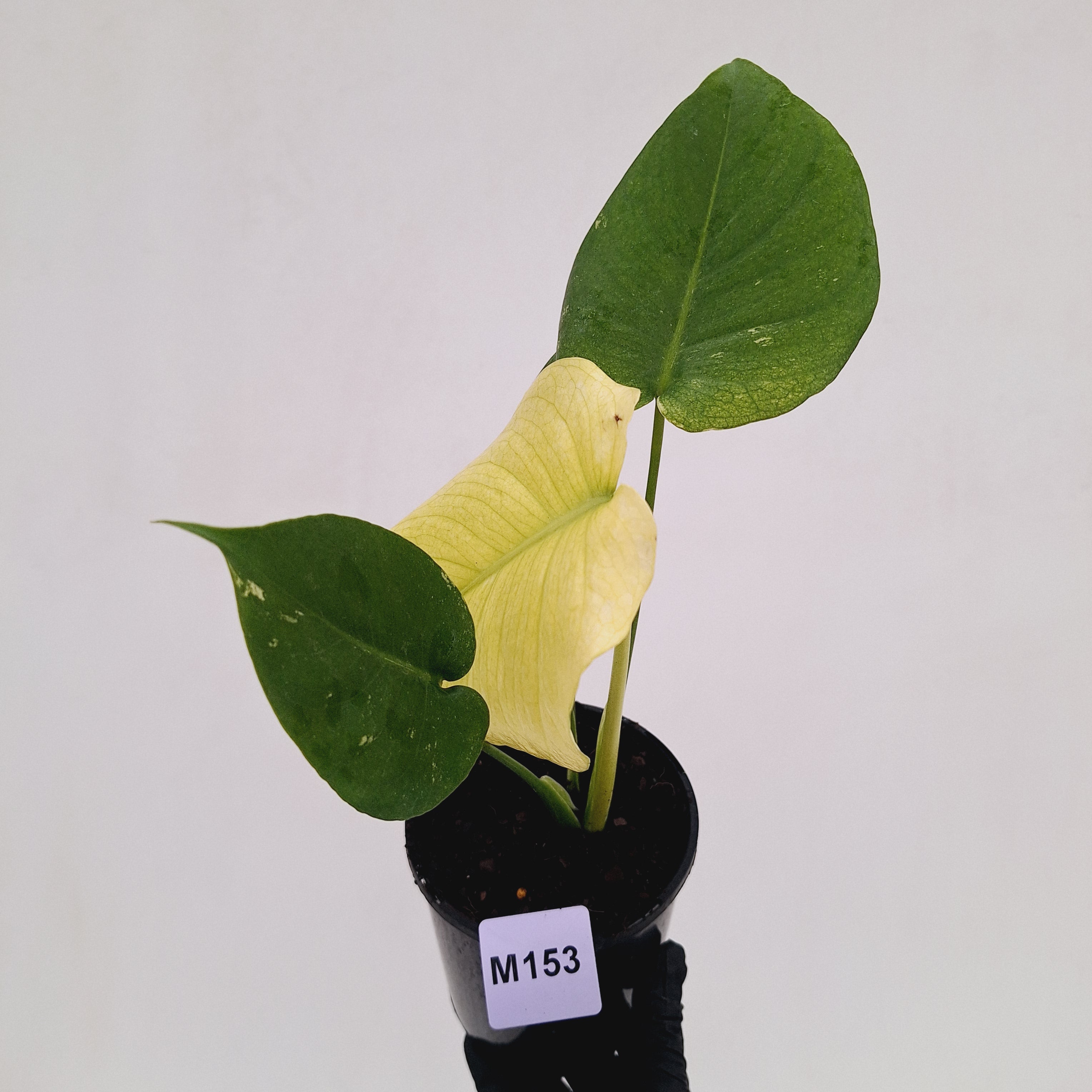 Monstera Deliciosa 'Mint' - SALE