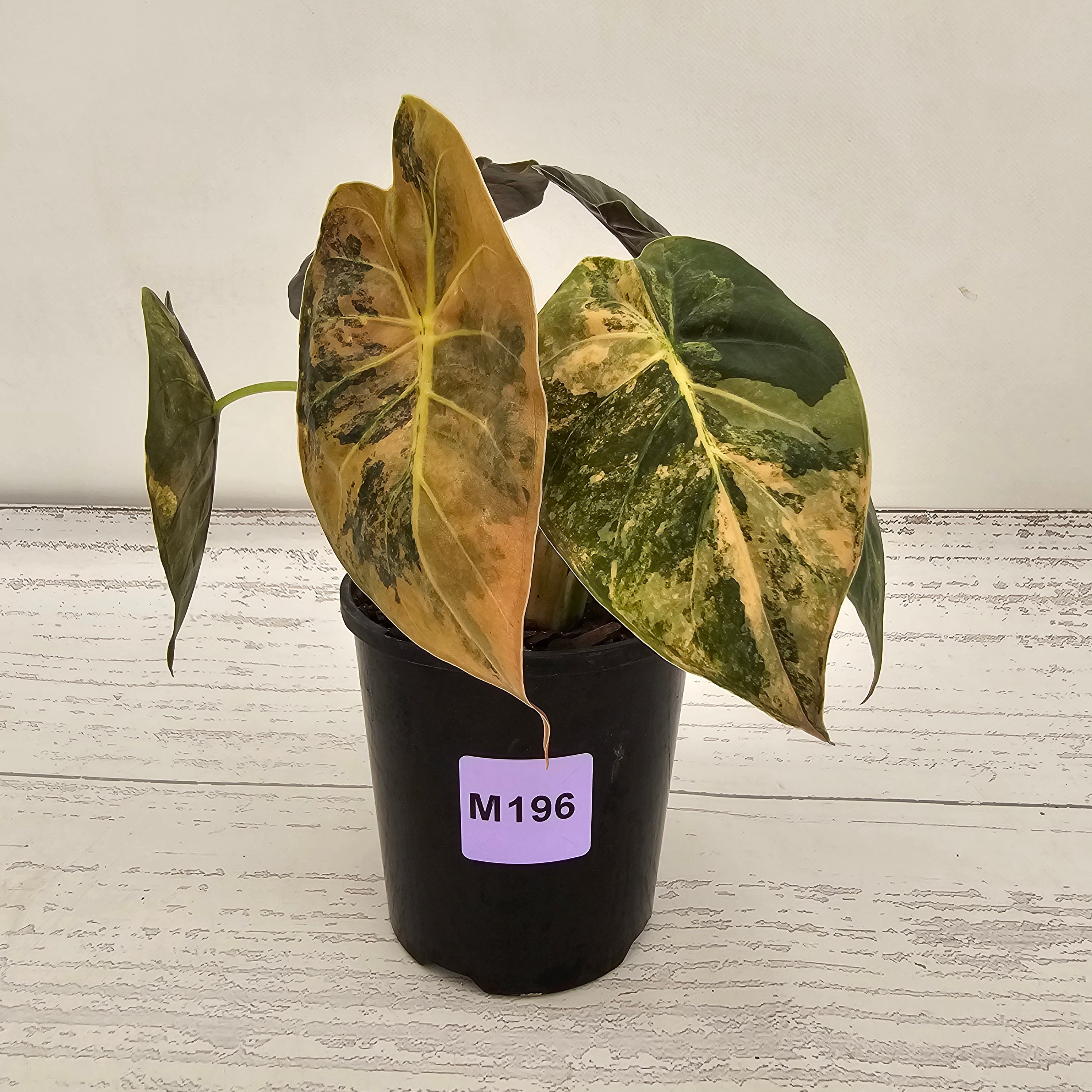 Alocasia ‘wentii’ Variegated - Sale