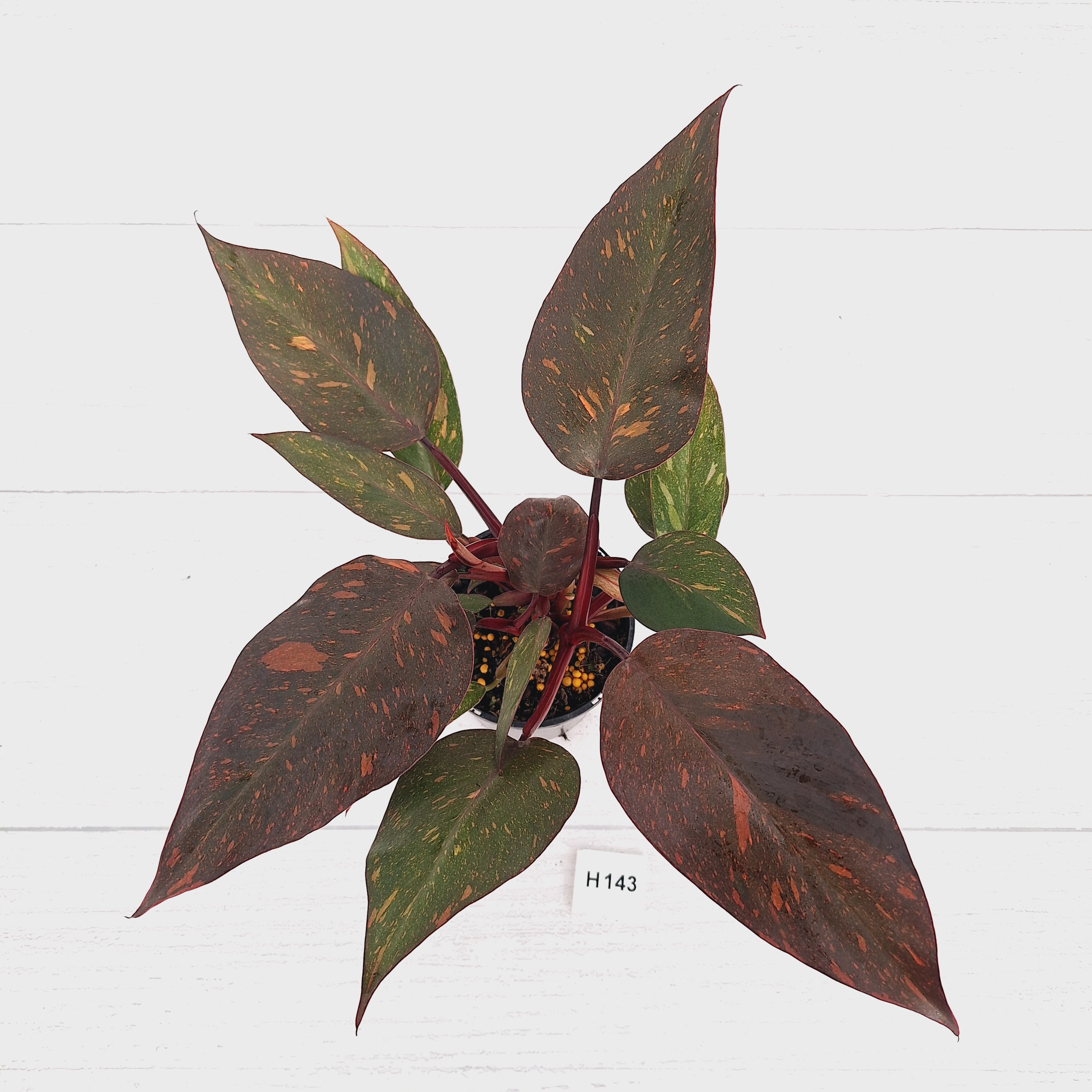 Philodendron 'Orange Princess'