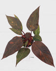 Philodendron 'Orange Princess'