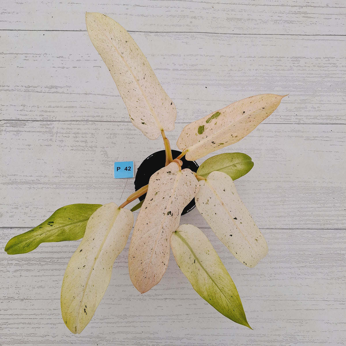 Philodendron  'Whipple Way' SALE