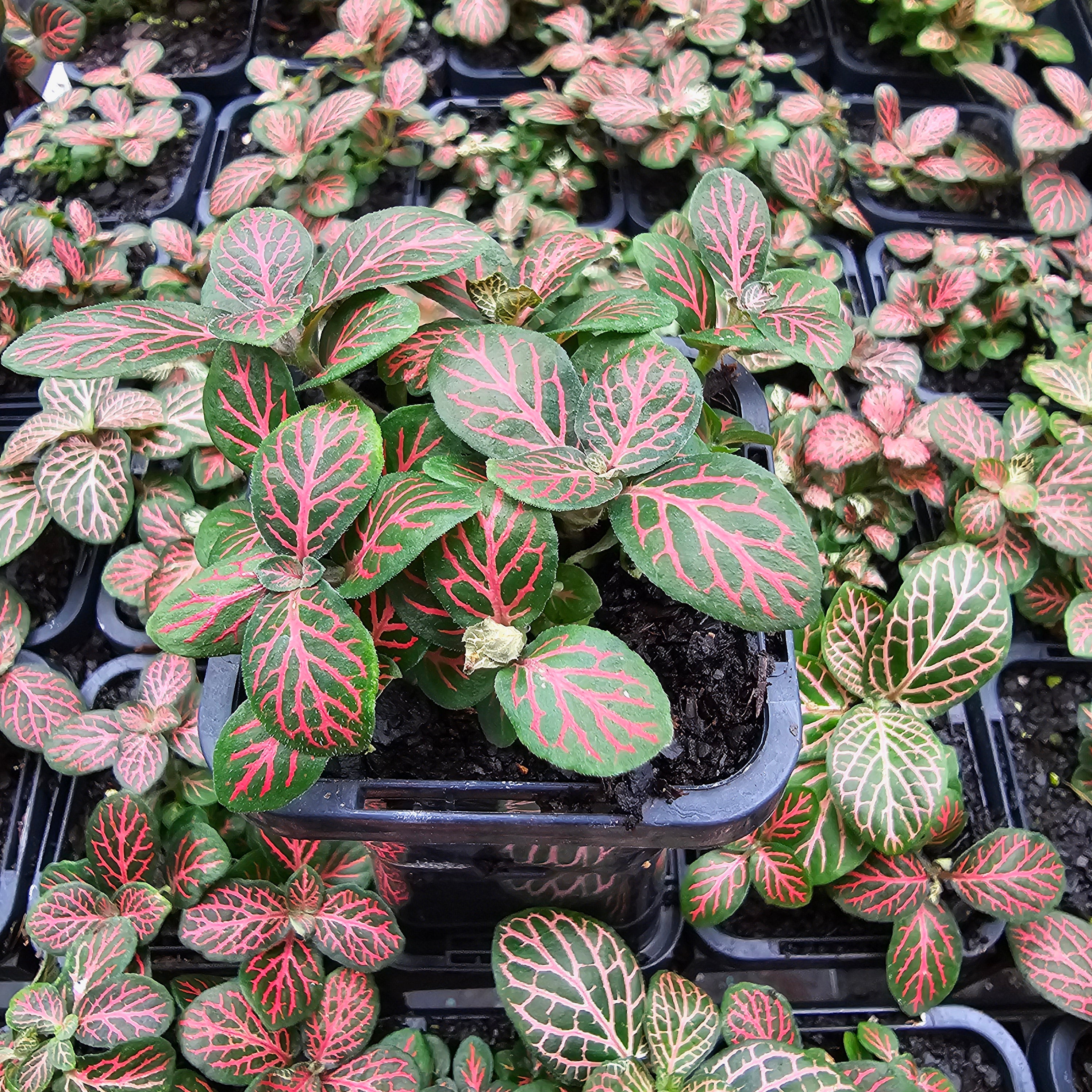 Fittonia verschaffeltii Red Cloud