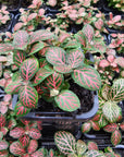 Fittonia verschaffeltii Red Cloud