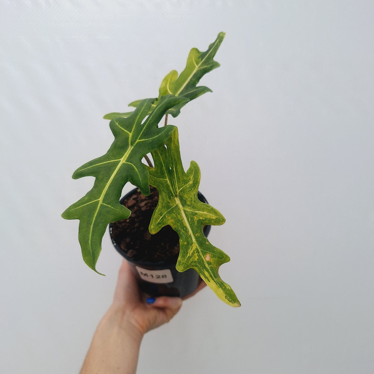Alocasia portei Malaysian Monster variegata (aurea)