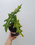Alocasia portei Malaysian Monster variegata (aurea)