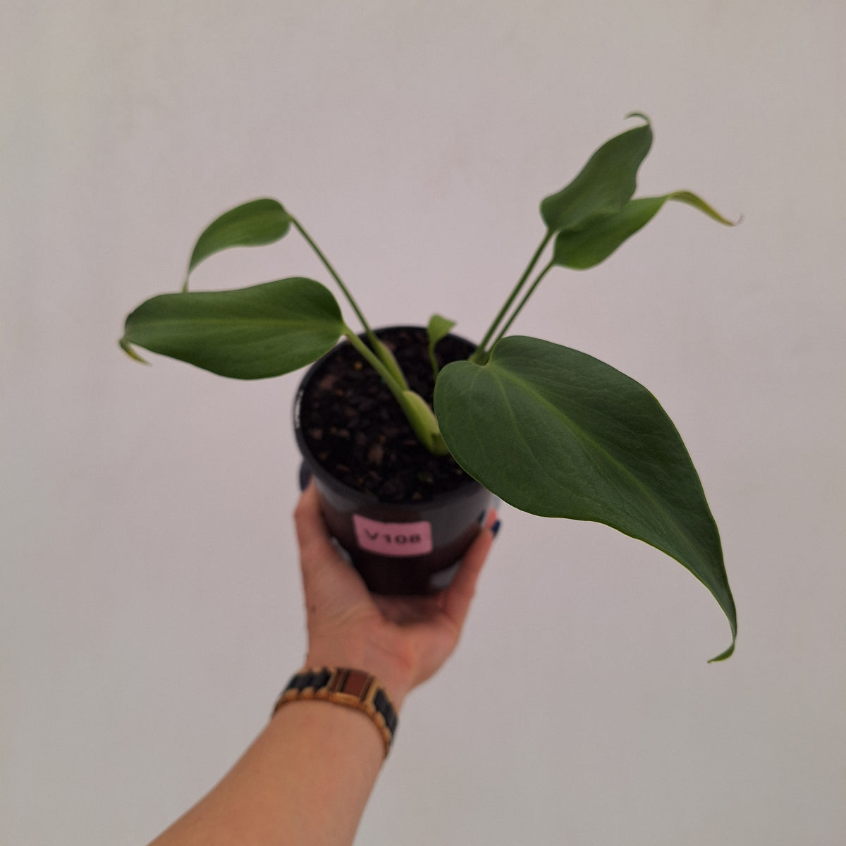 Monstera 'Burle Marx's Flame'