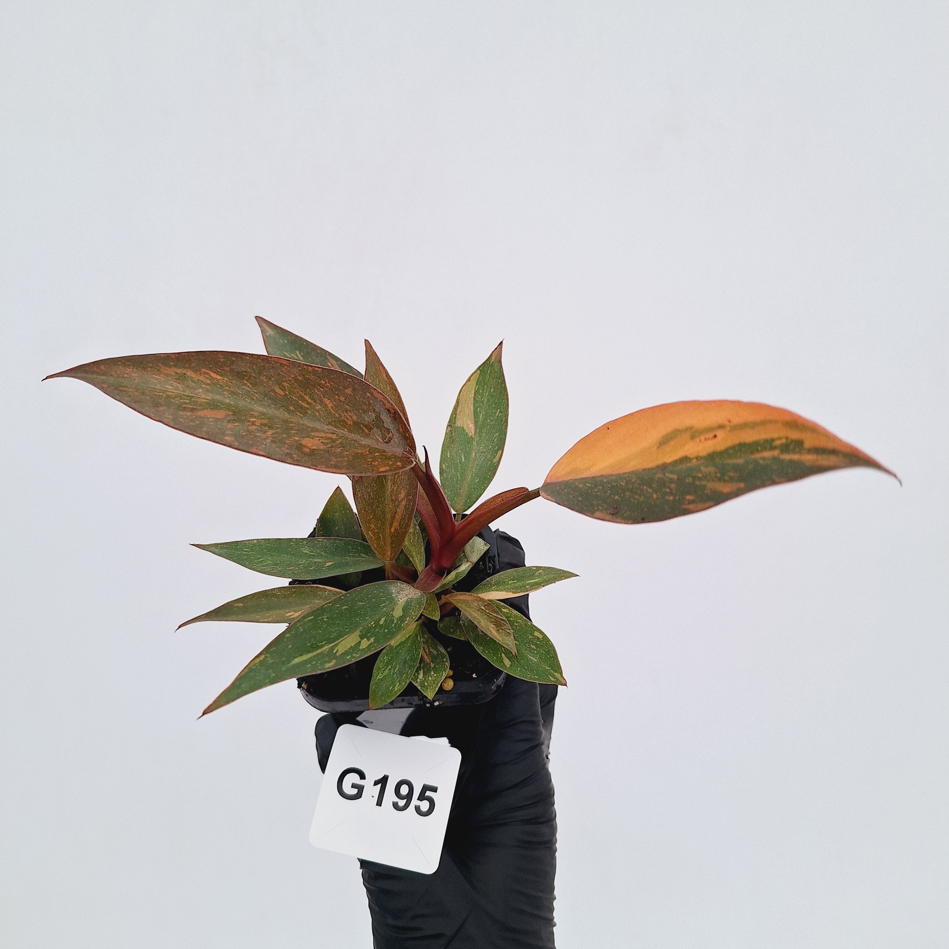 Philodendron 'Orange Princess'