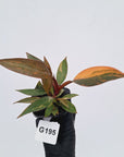Philodendron 'Orange Princess'