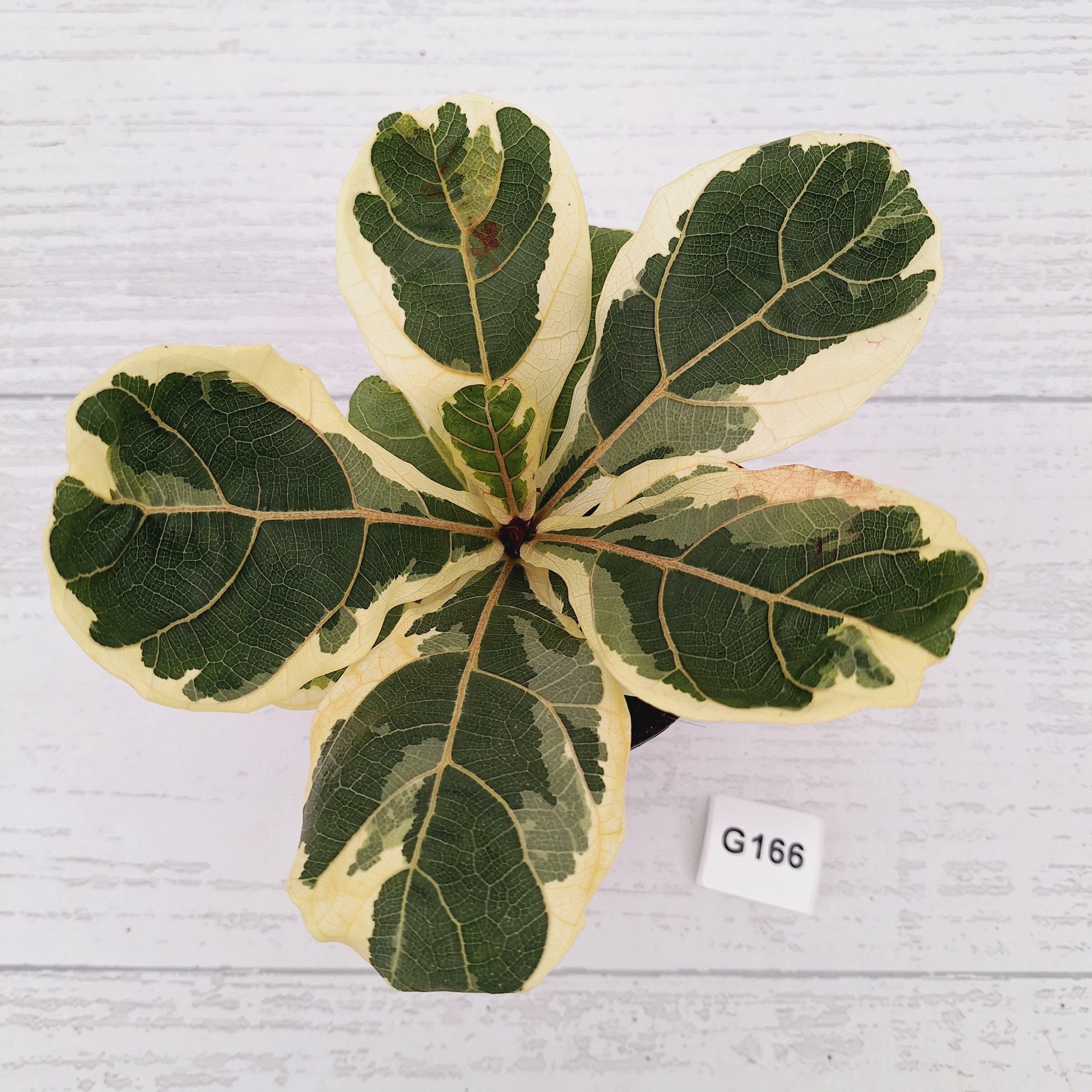 Ficus lyrata Variegata