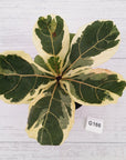 Ficus lyrata Variegata