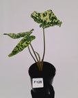 Caladium bicolour NOID