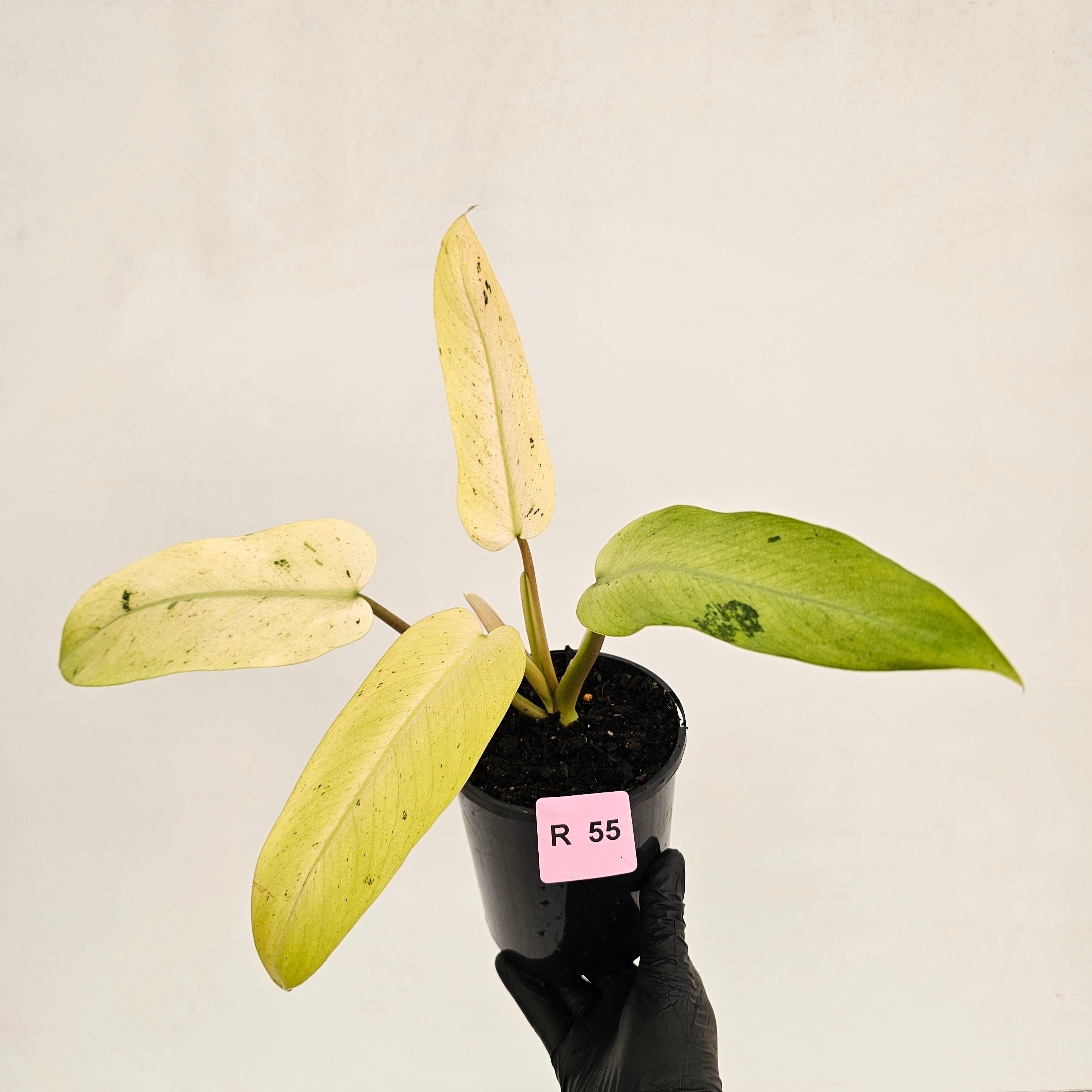 Philodendron  'Whipple Way' SALE