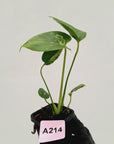 Monstera Deliciosa 'Bulbasaur' - 70mm