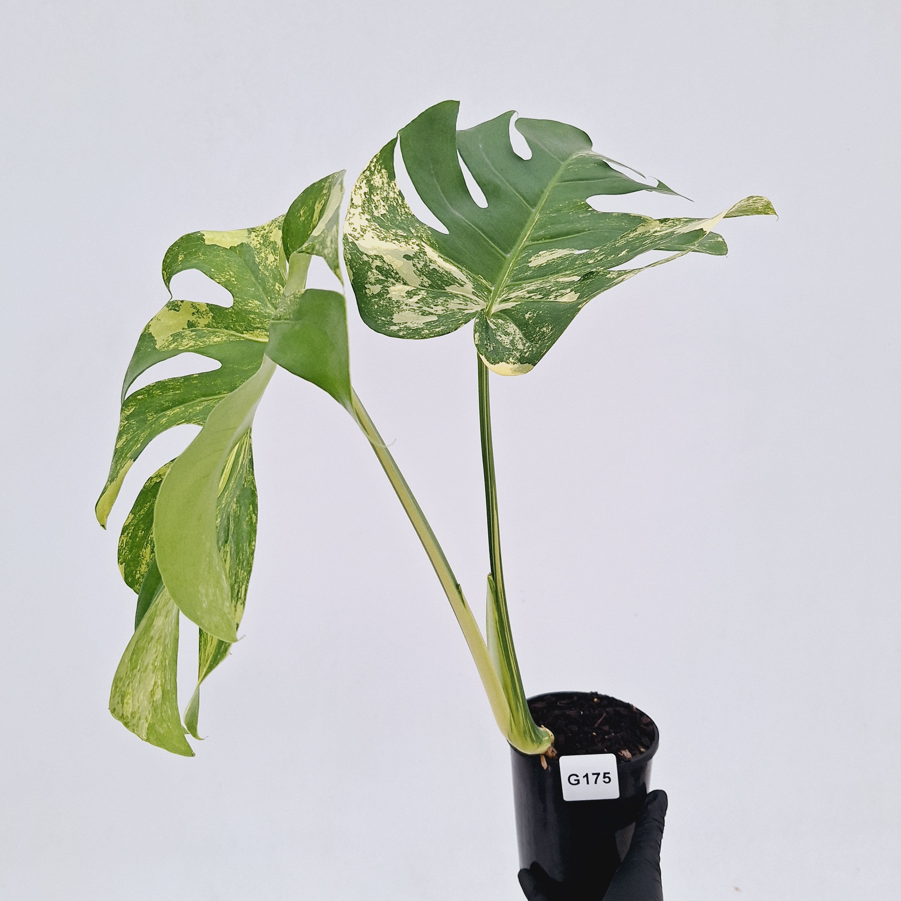 Monstera deliciosa Variegata