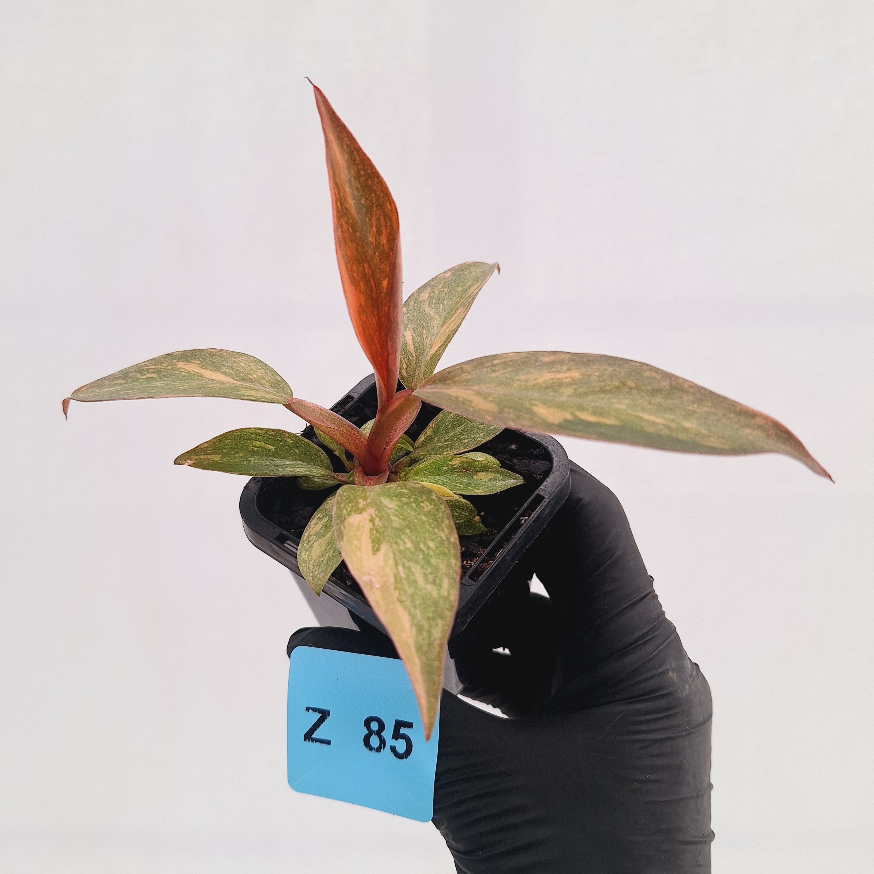 Philodendron 'Orange Princess'