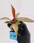 Philodendron 'Orange Princess'