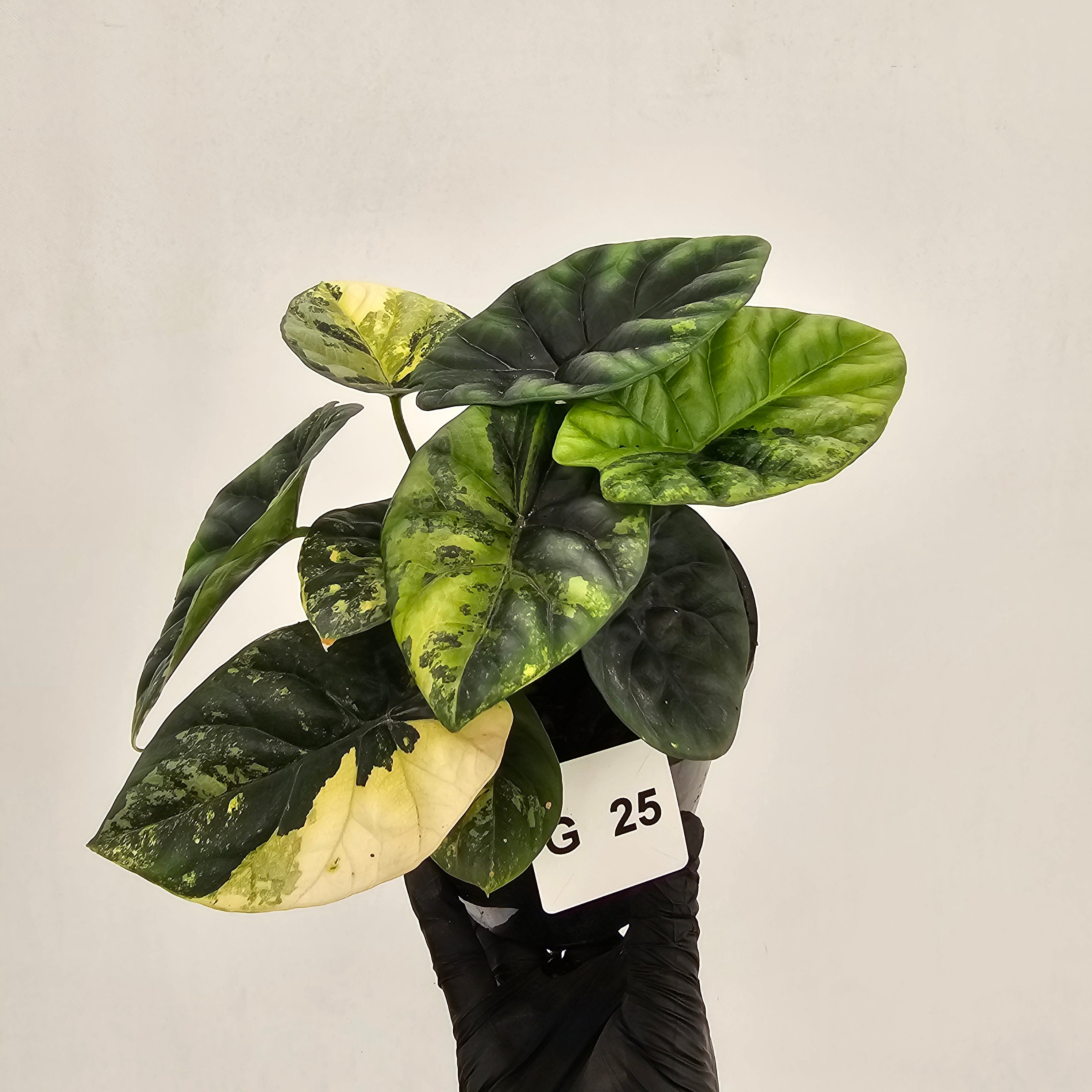 Alocasia sinuata Variegata