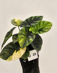 Alocasia sinuata Variegata