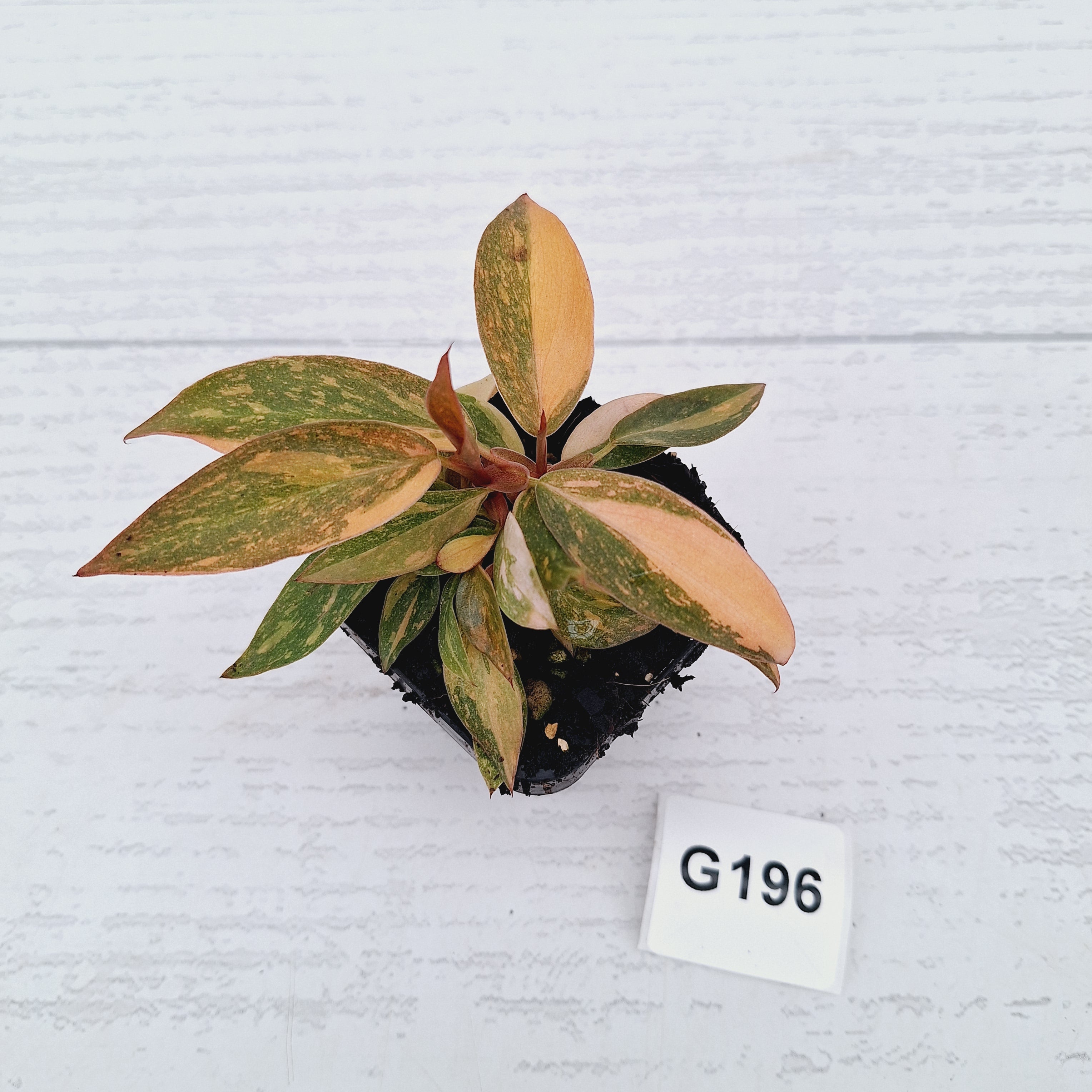 Philodendron 'Orange Princess'