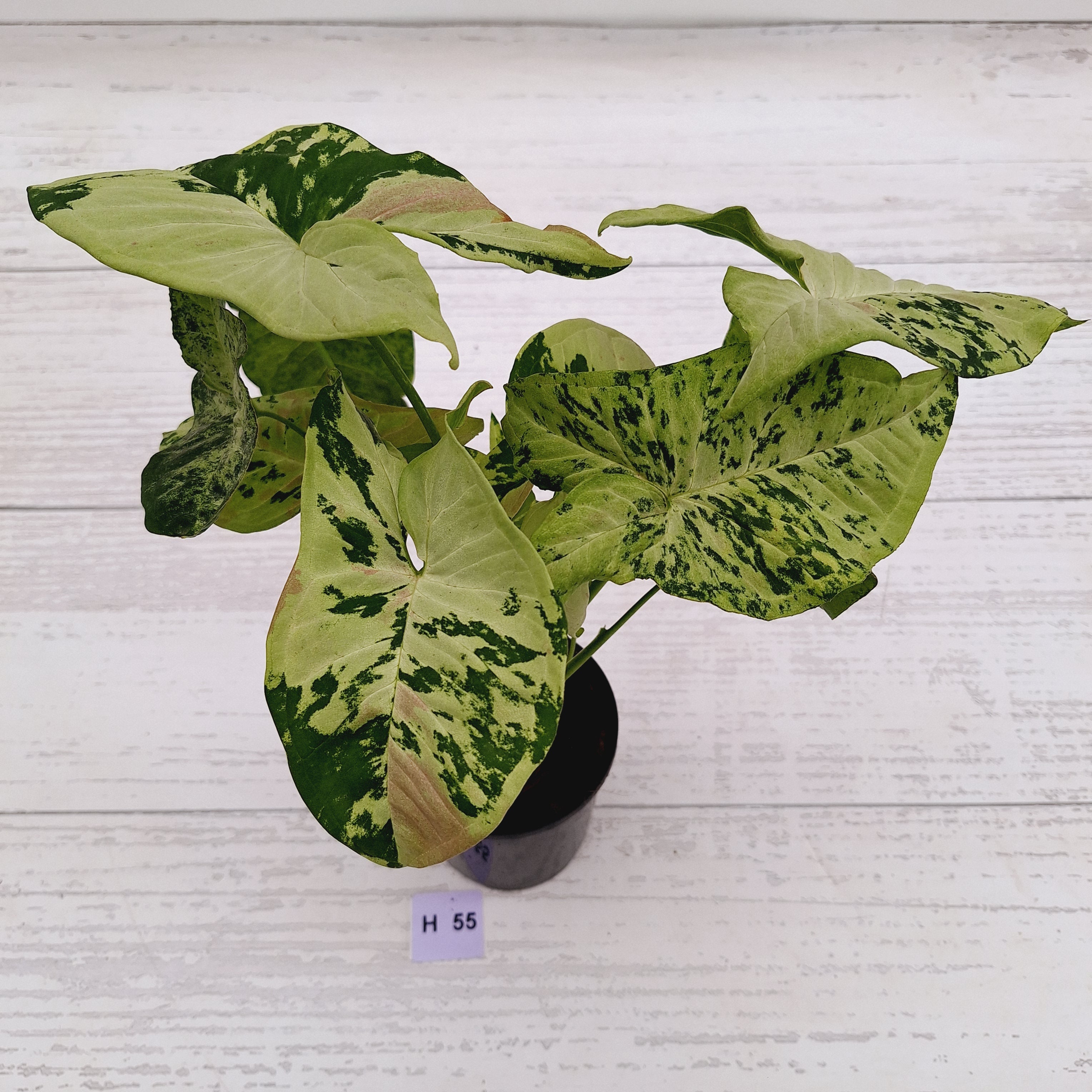 Syngonium podophyllum Confetti Tricolour