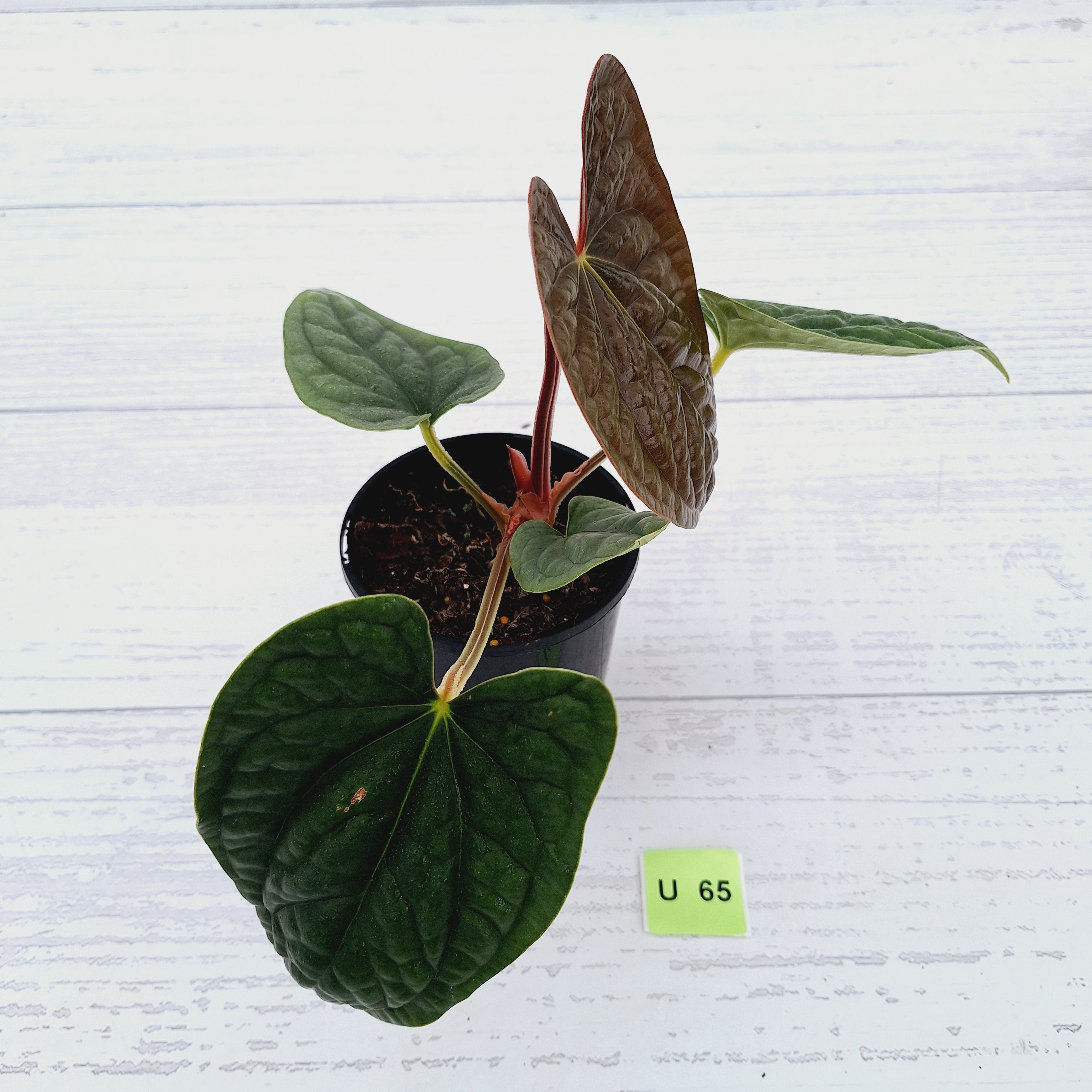 Anthurium Luxurians