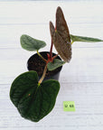 Anthurium Luxurians