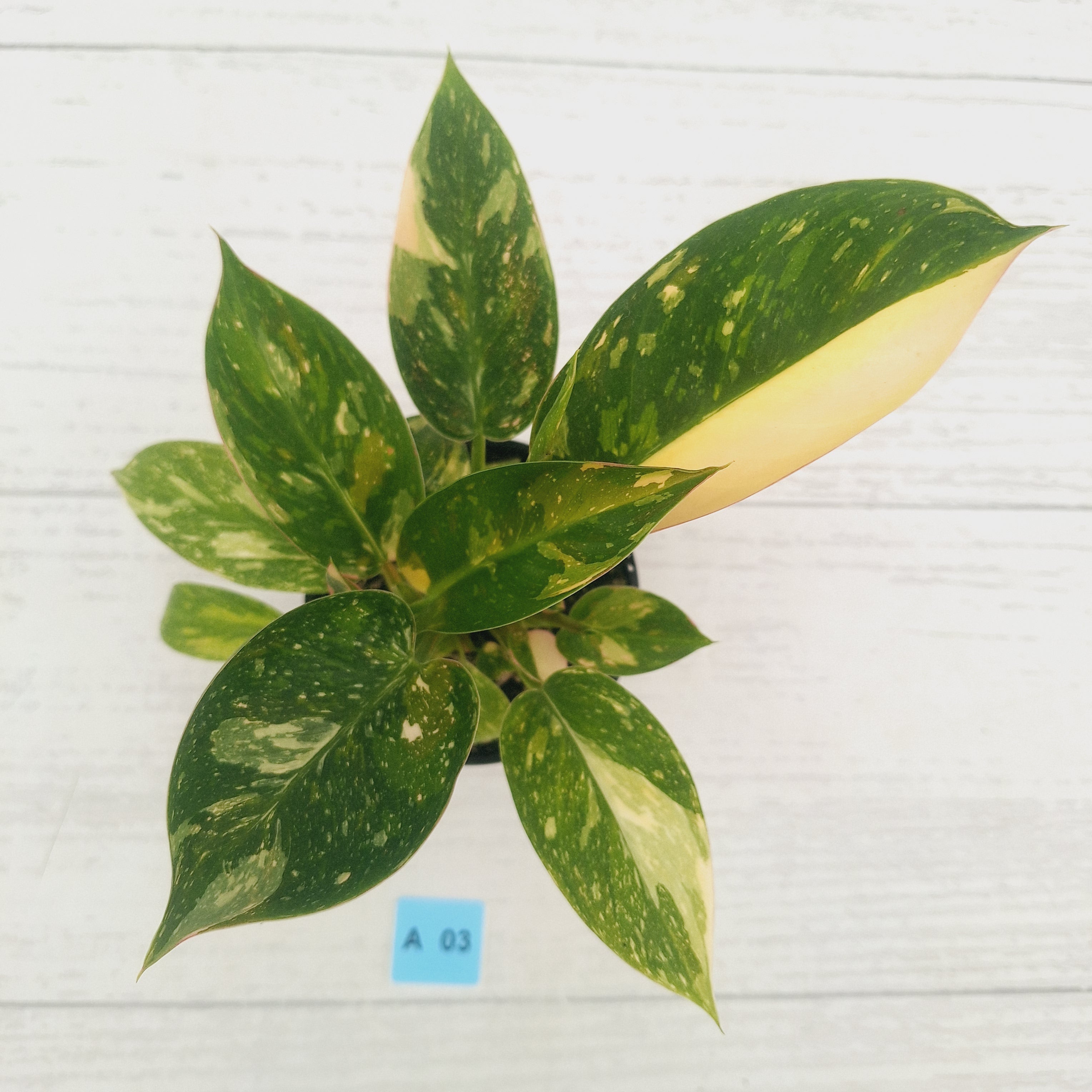 Philodendron Green Congo Variegata (Nuclear)