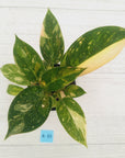 Philodendron Green Congo Variegata (Nuclear)
