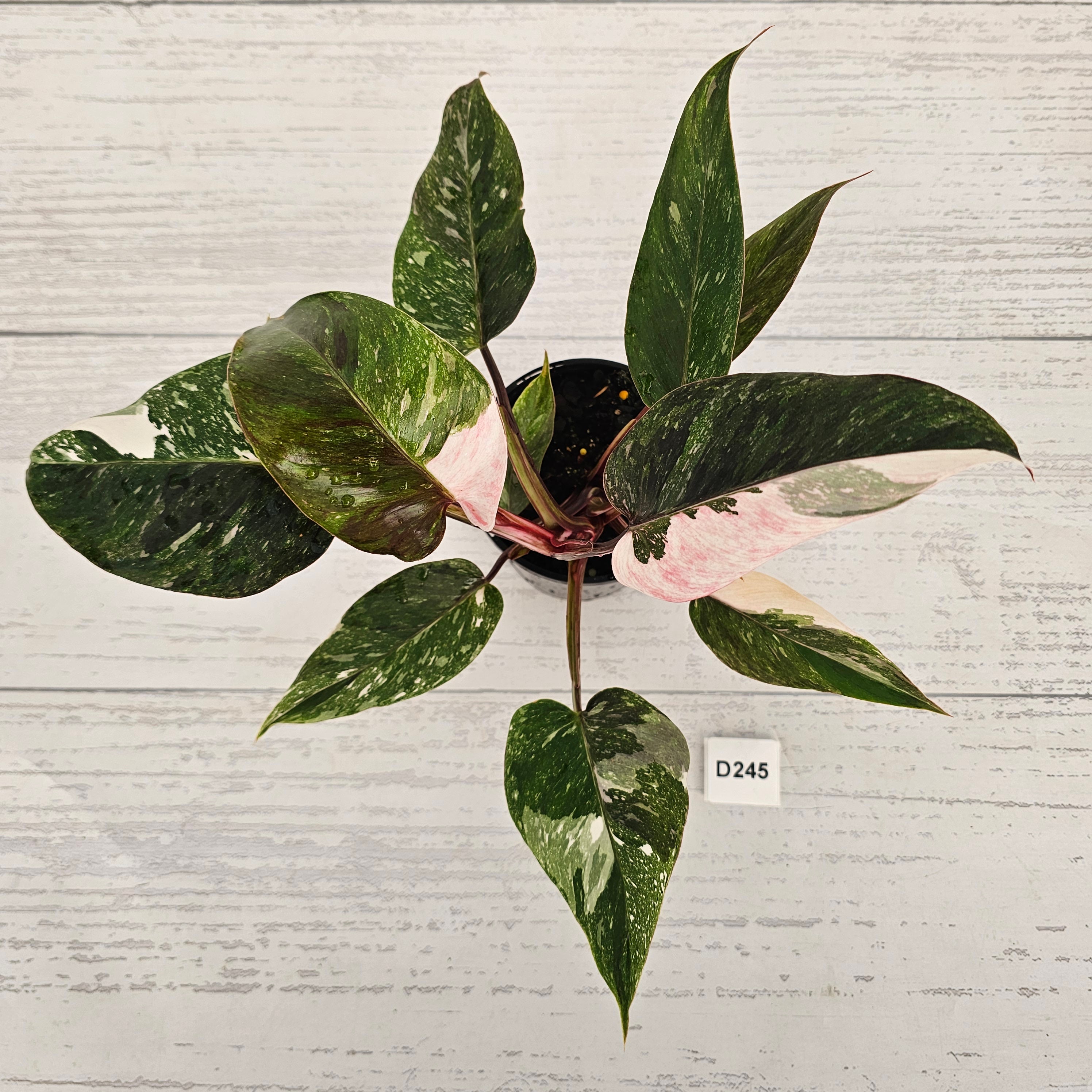 Philodendron 'Pink Princess Galaxy Marble' Sport