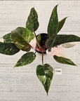 Philodendron 'Pink Princess Galaxy Marble' Sport