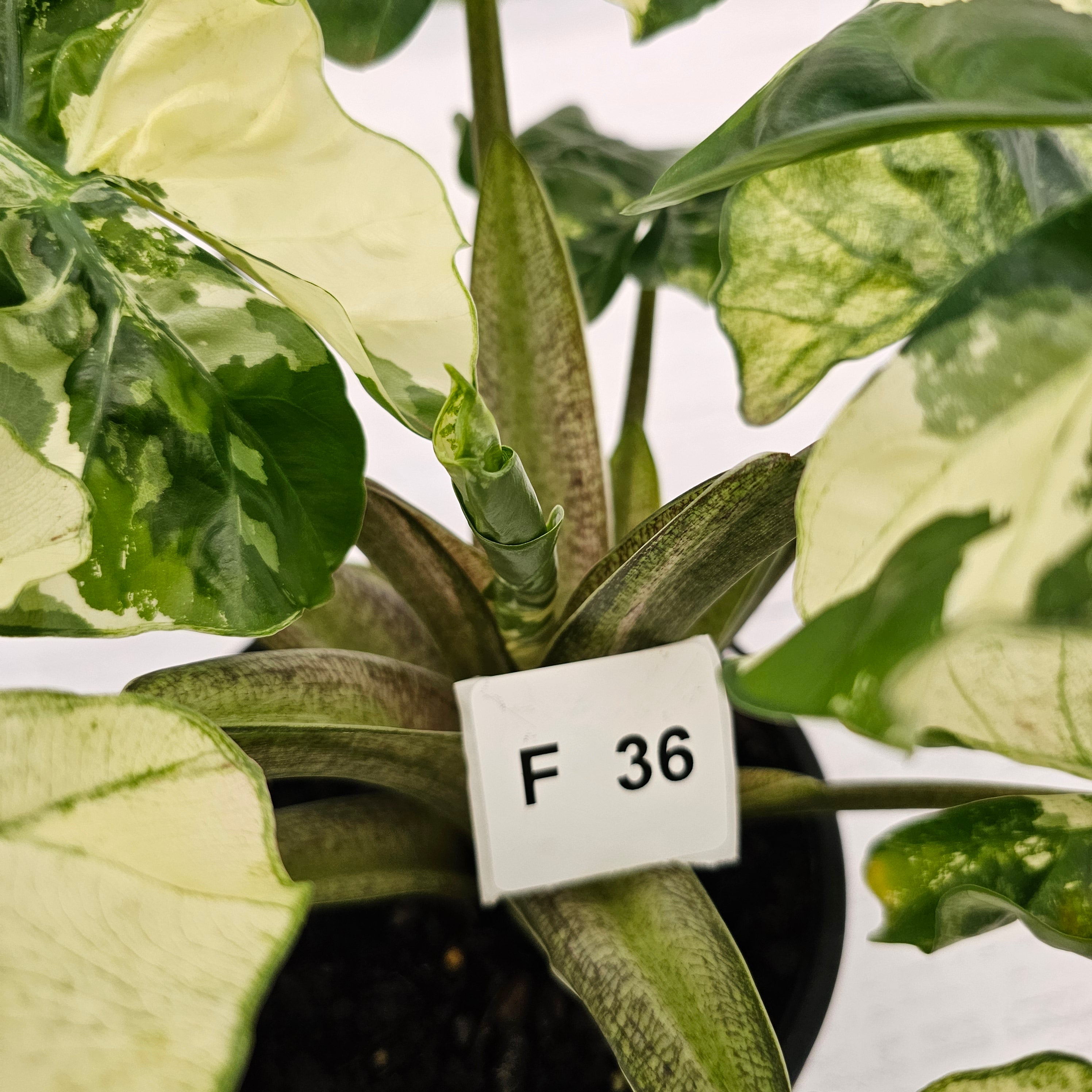 Alocasia odora x portei Low Rider Variegata - SALE – Enliven Plants
