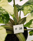 Alocasia odora x portei Low Rider Variegata - SALE
