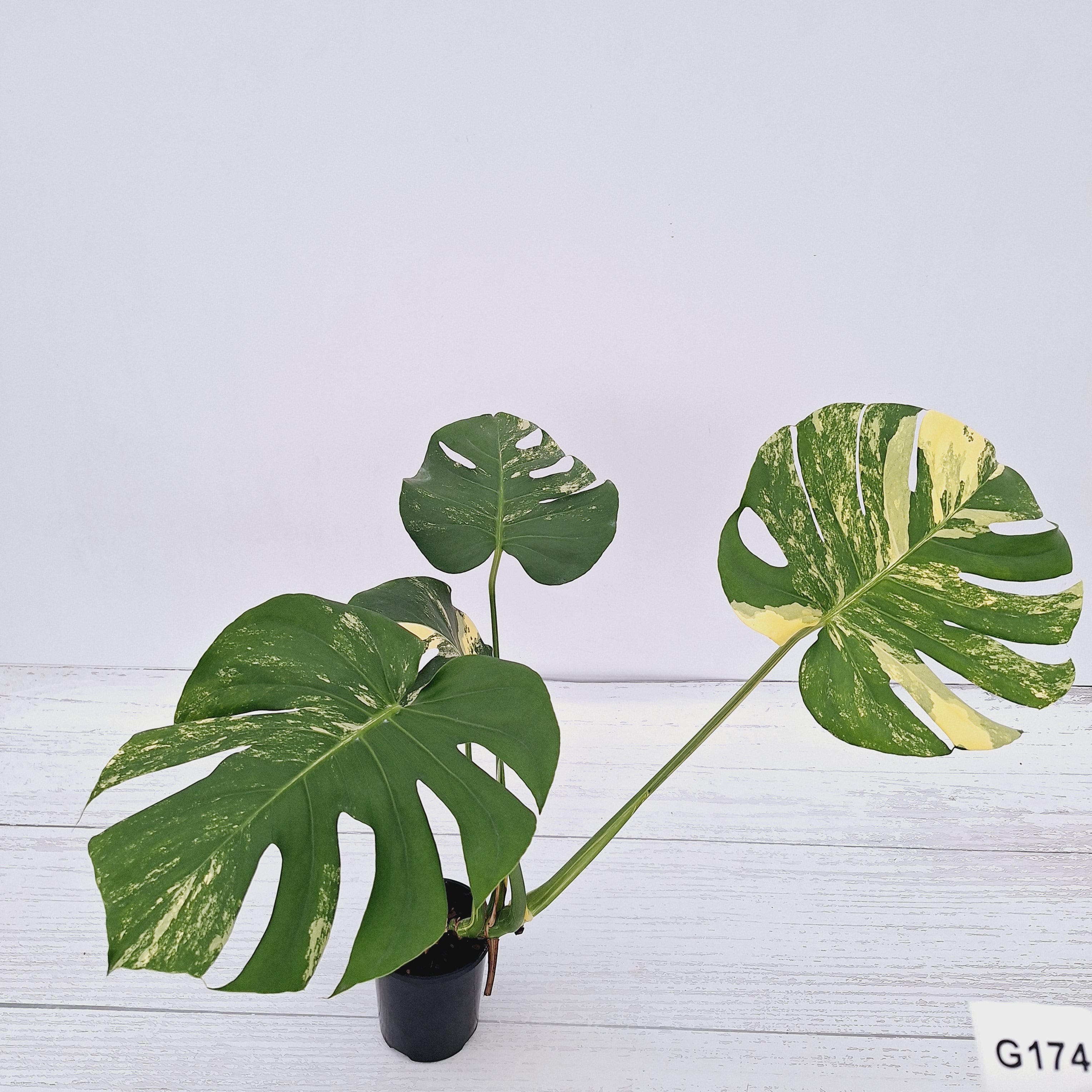 Monstera deliciosa Variegata