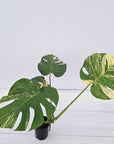 Monstera deliciosa Variegata