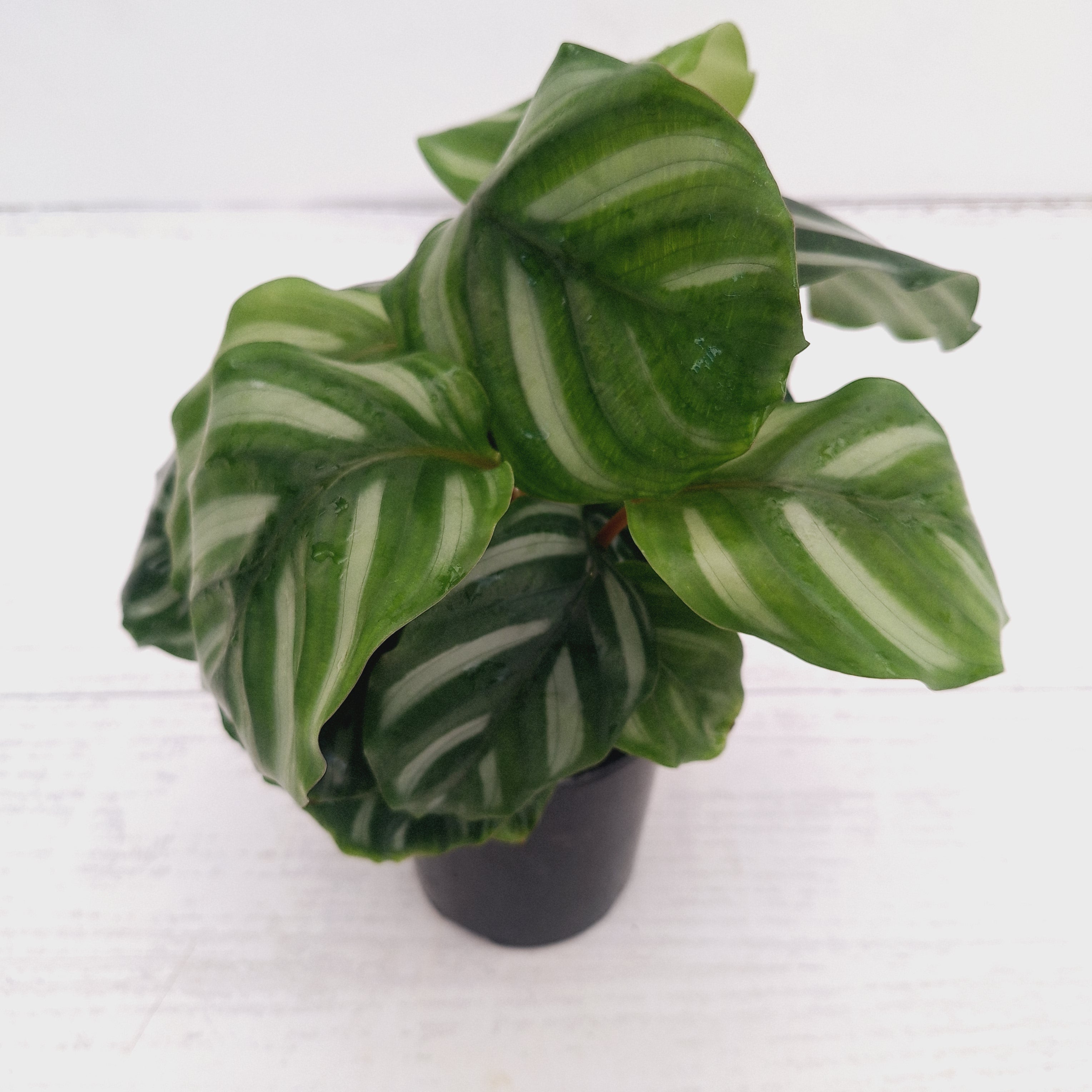Calathea 'watercolour'