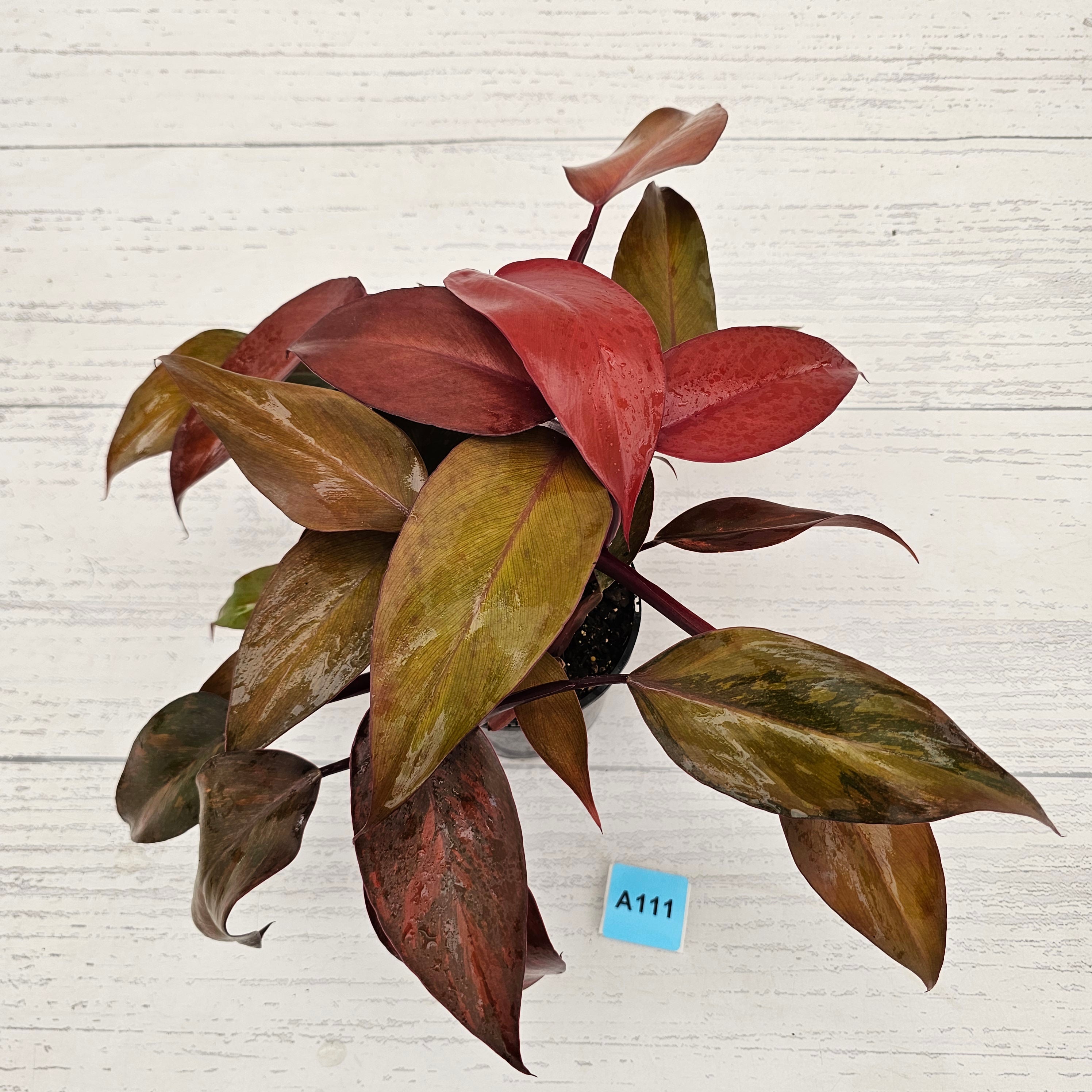 Philodendron 'Orange Princess'