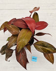 Philodendron 'Orange Princess'
