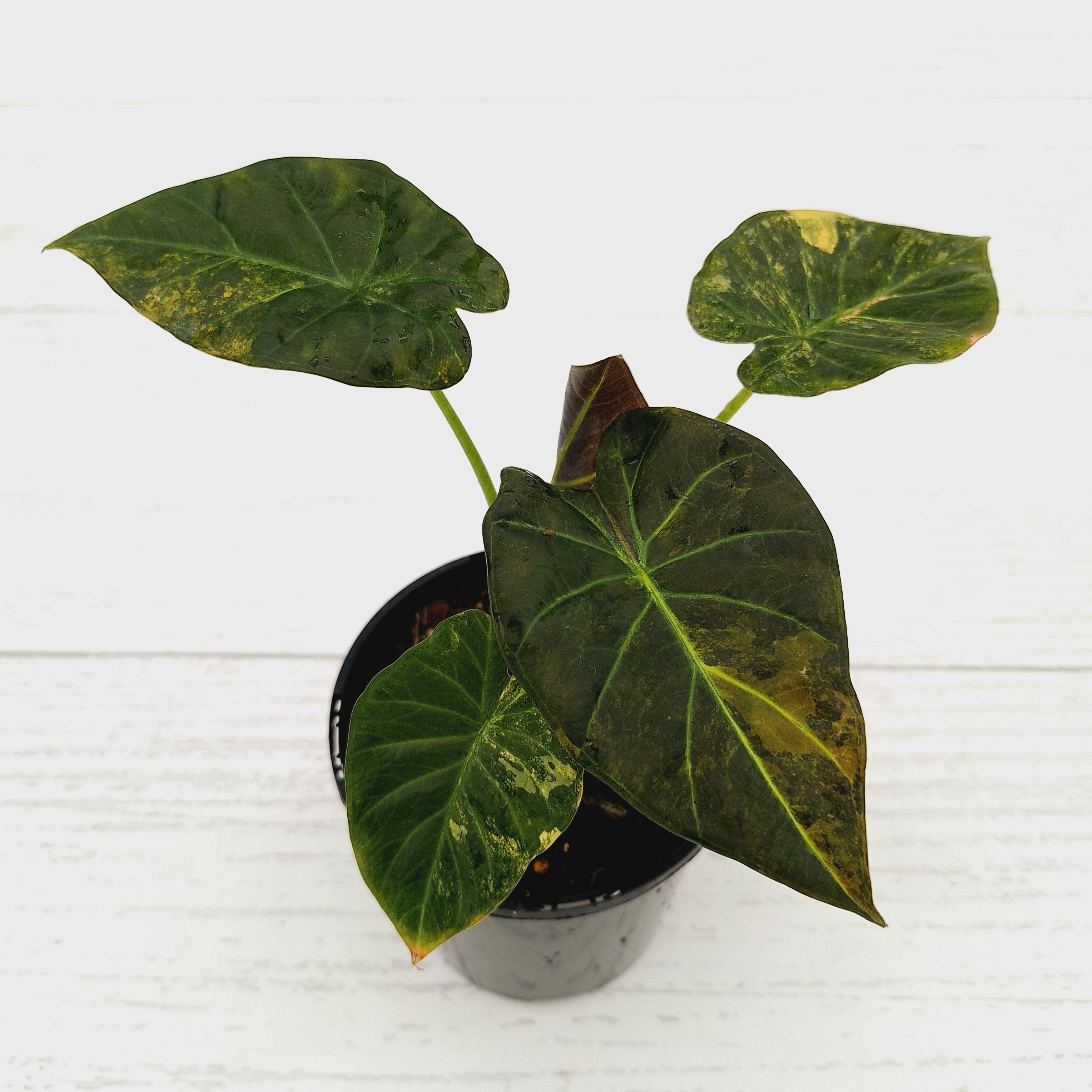 Alocasia &#39;Regal Shields&#39;  variegata