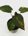 Alocasia 'Regal Shields'  variegata