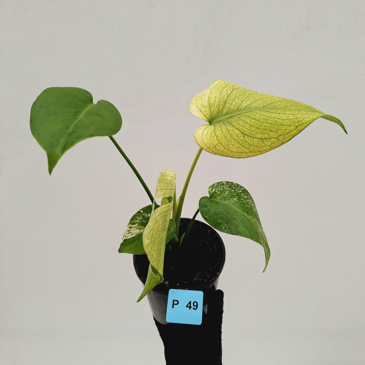 Monstera Deliciosa 'White Monster'