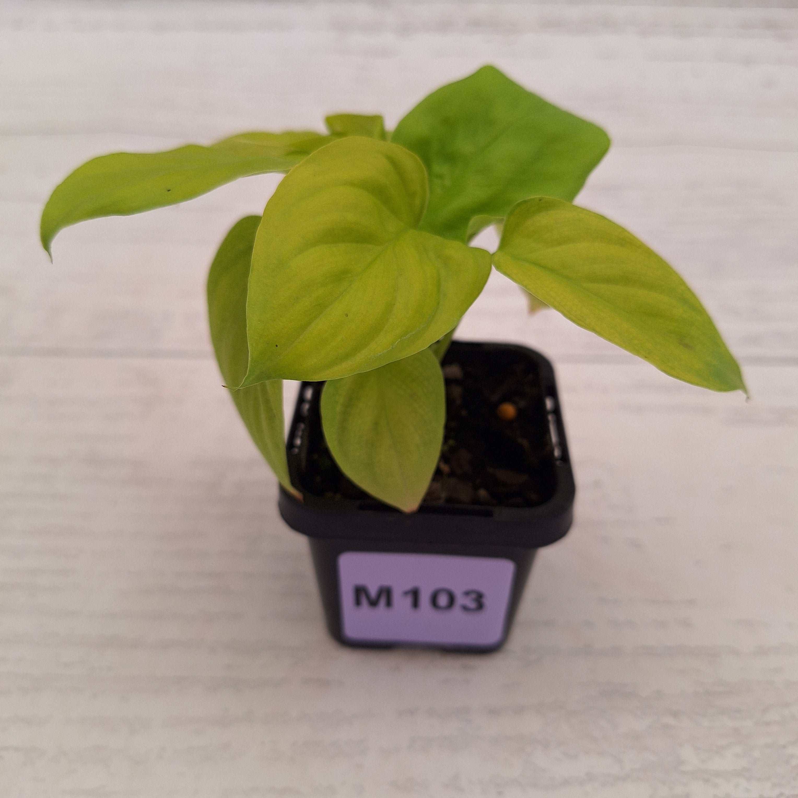Homalomena rubescens Golden Hibiscus’ SALE