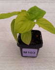 Homalomena rubescens Golden Hibiscus’ SALE