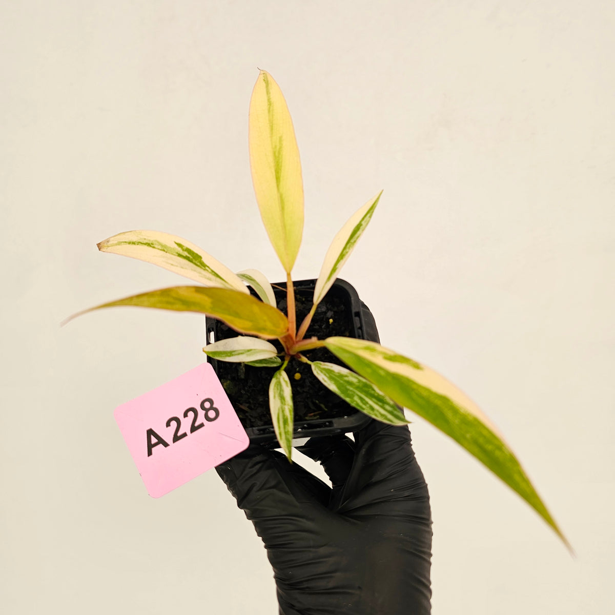 Philodendron serratum 'Caramel Marble' -flash sale