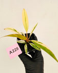 Philodendron serratum 'Caramel Marble' -flash sale