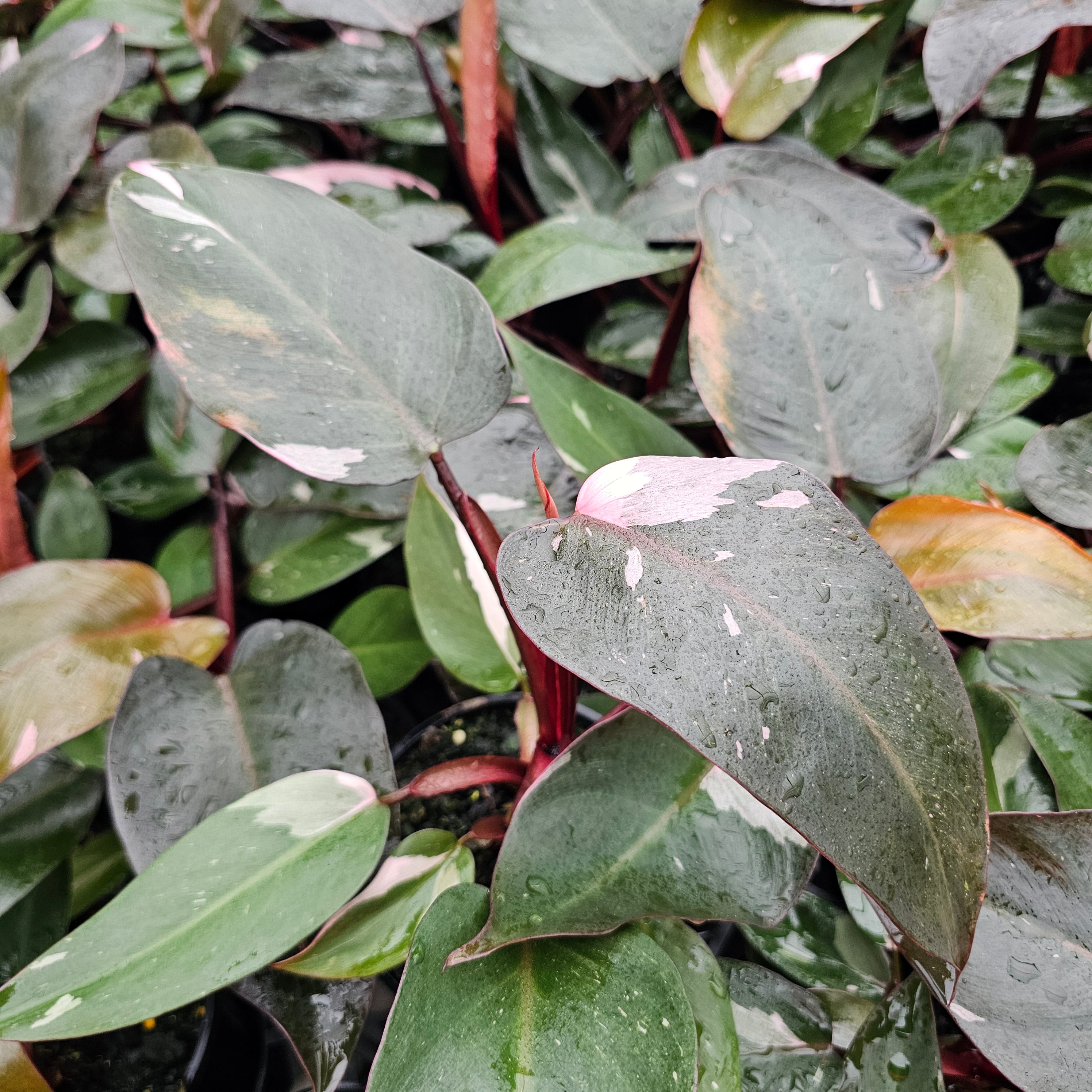 Philodendron erubescens ‘Pink Princess’