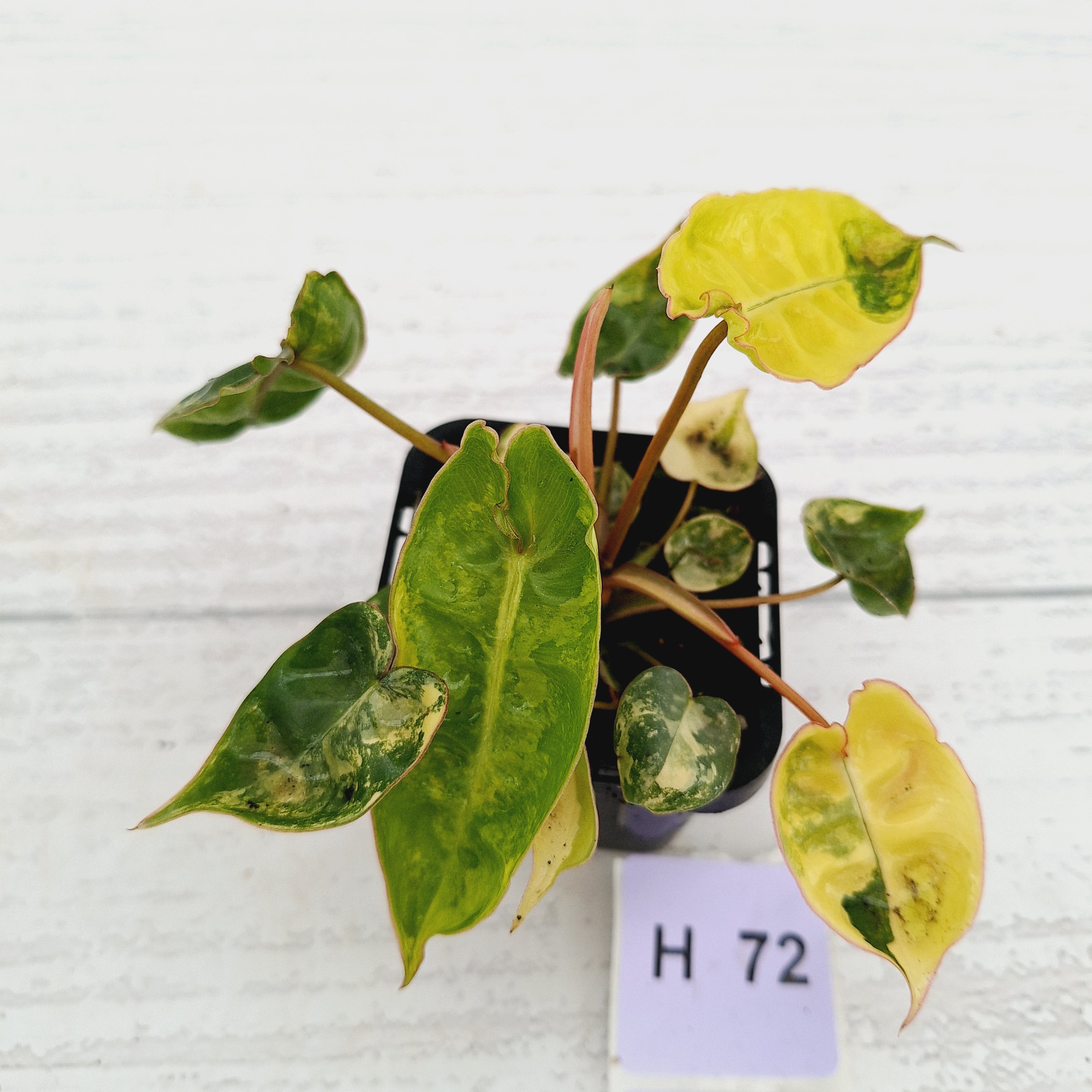 Philodendron billietiae Variegata
