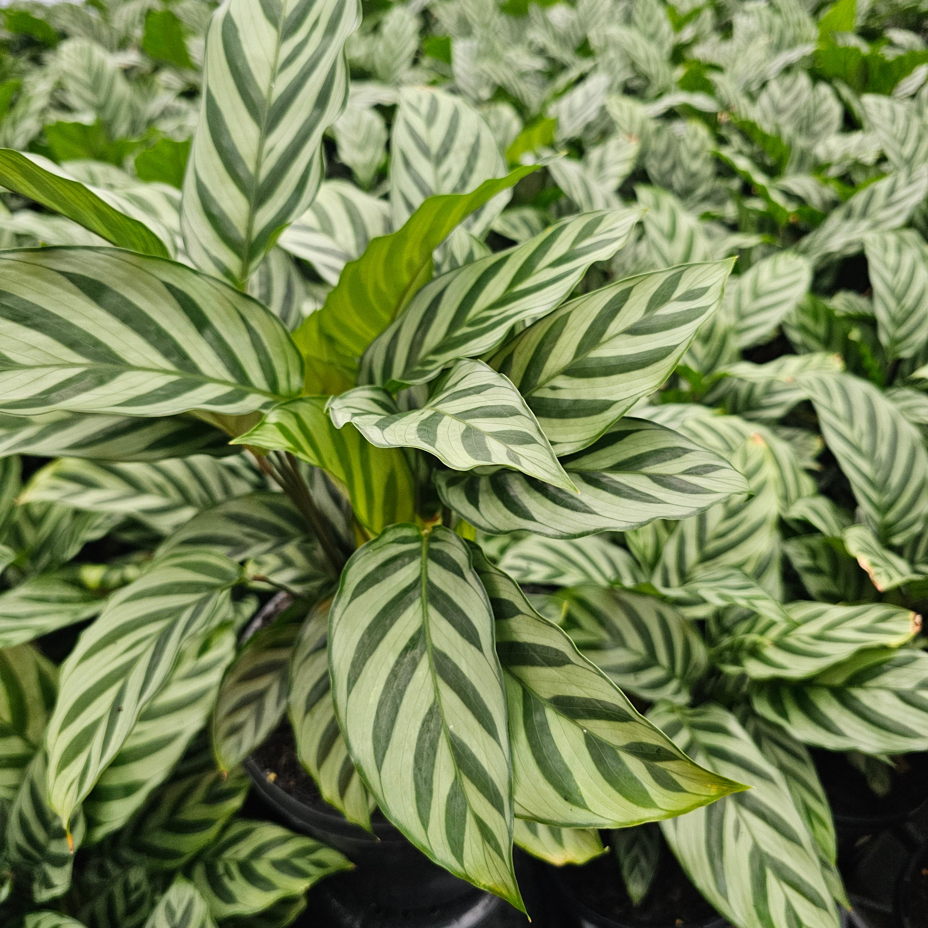 Calathea concinna Freddy