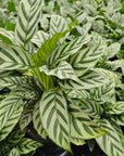 Calathea concinna Freddy